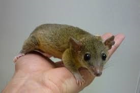 Short-Tailed Opossum
