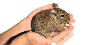 Degu