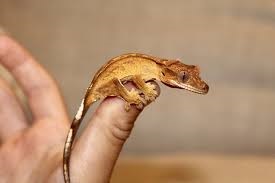 Crested Gecko