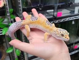 Leopard gecko