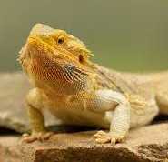 Bearded Dragon