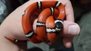 Milk Snake