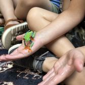 Red Eyed Tree Frog