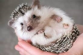 Hedgehog