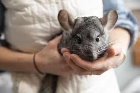Chinchilla